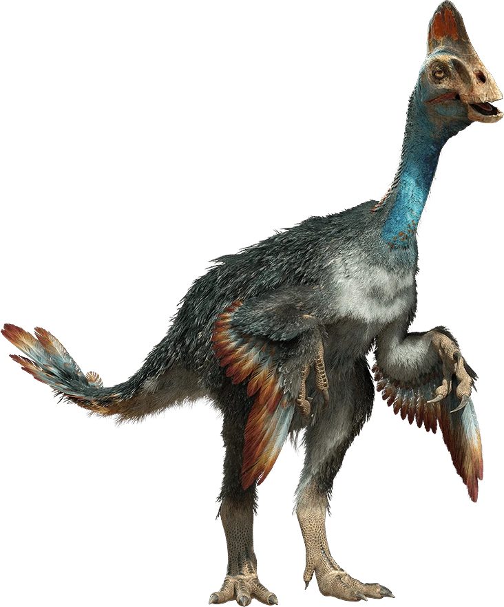 Chirostenotes