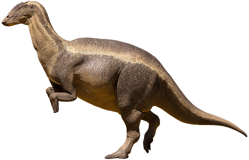 Ornithopods