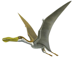 Pterosaurs